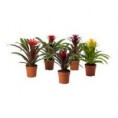 /album/fotogaleria-guzmania/images-12-jpg/